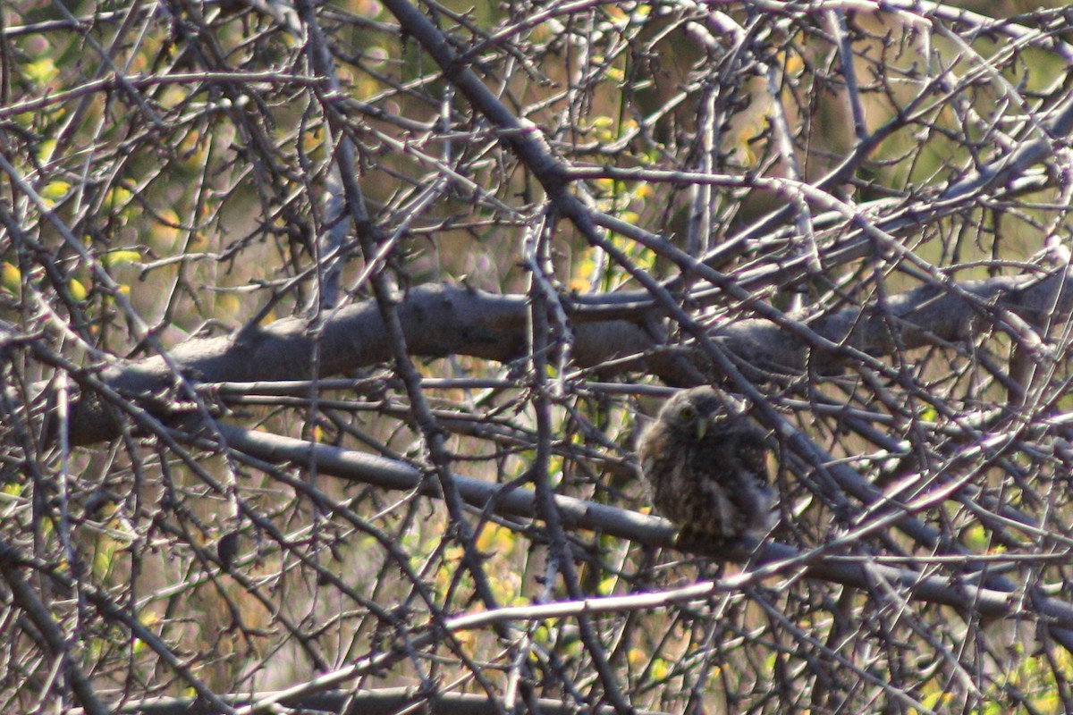 kulíšek patagonský - ML646449291