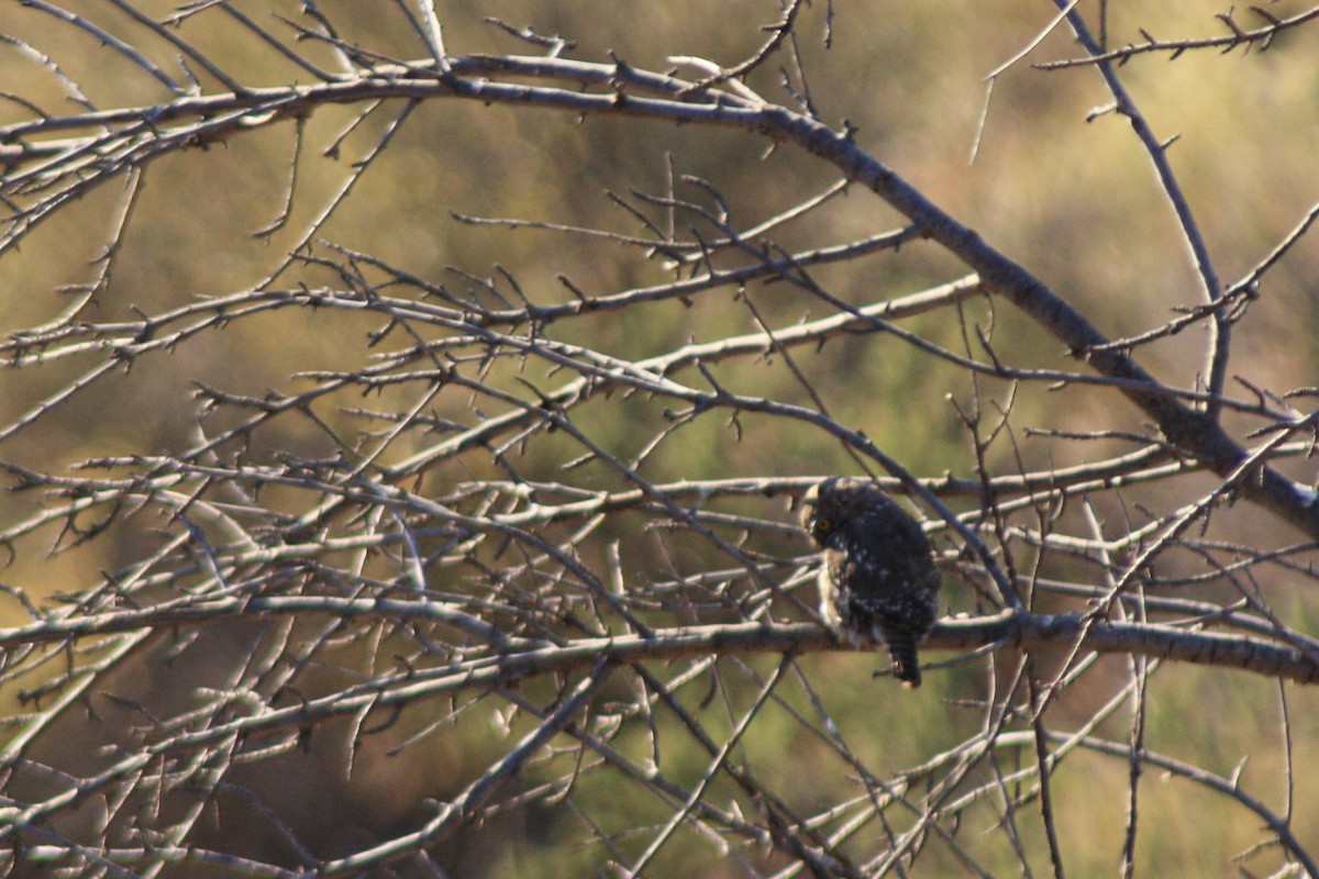 kulíšek patagonský - ML646449292