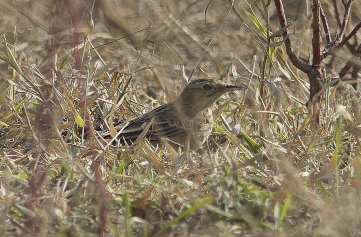 linduška sp. - ML646449293