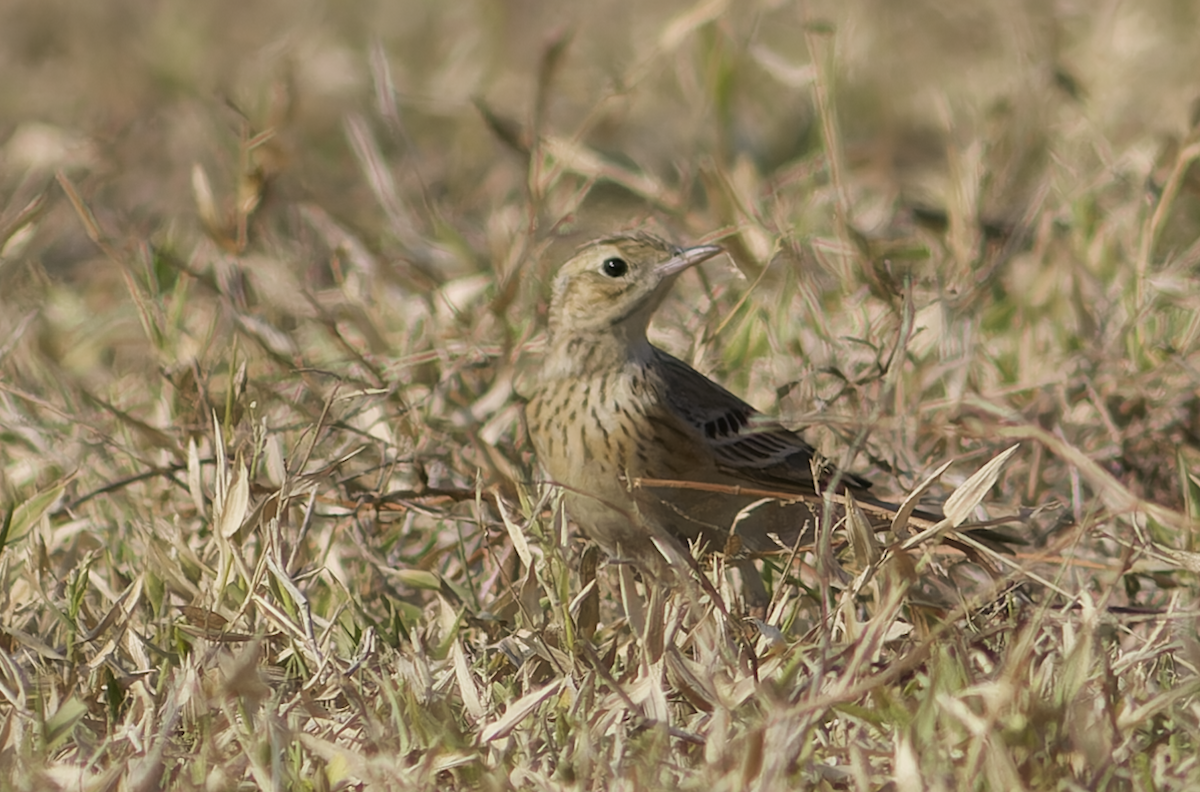 linduška sp. - ML646449294