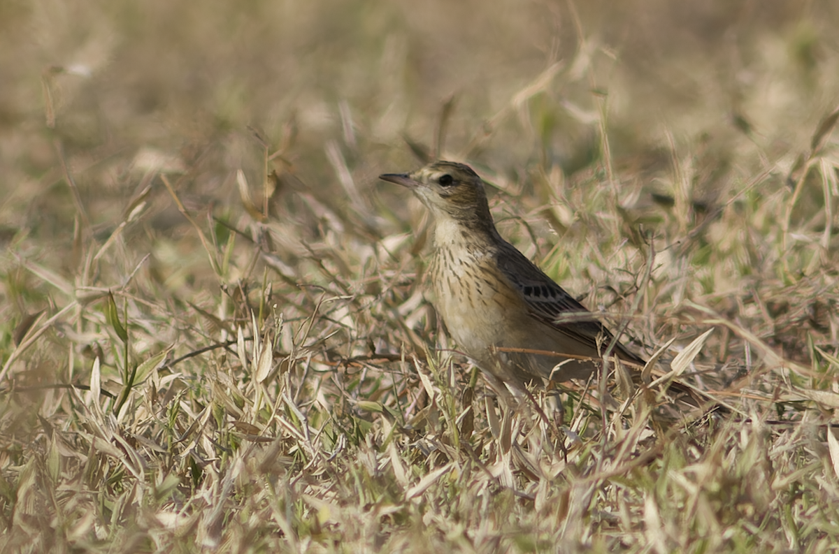 linduška sp. - ML646449295