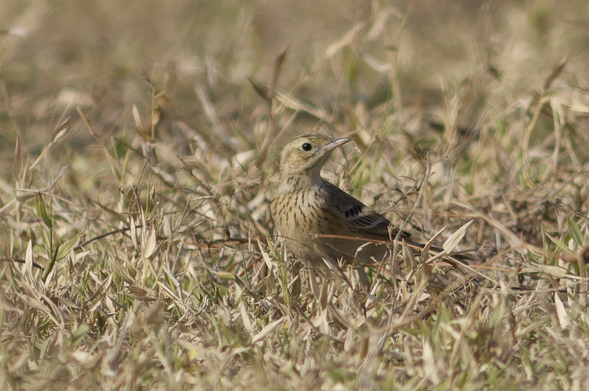 linduška sp. - ML646449296