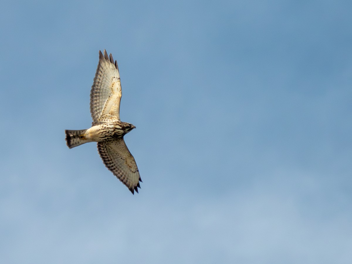 Broad-winged Hawk - ML646449300