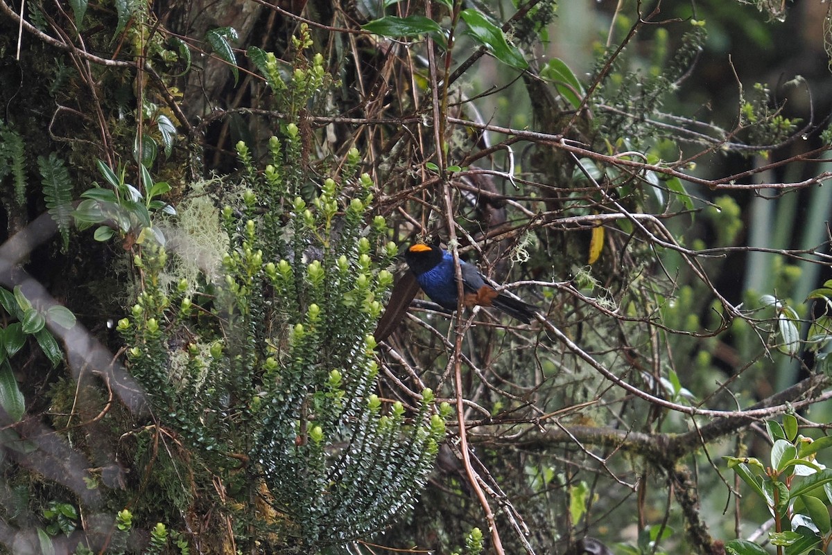 Golden-crowned Tanager - ML646449301