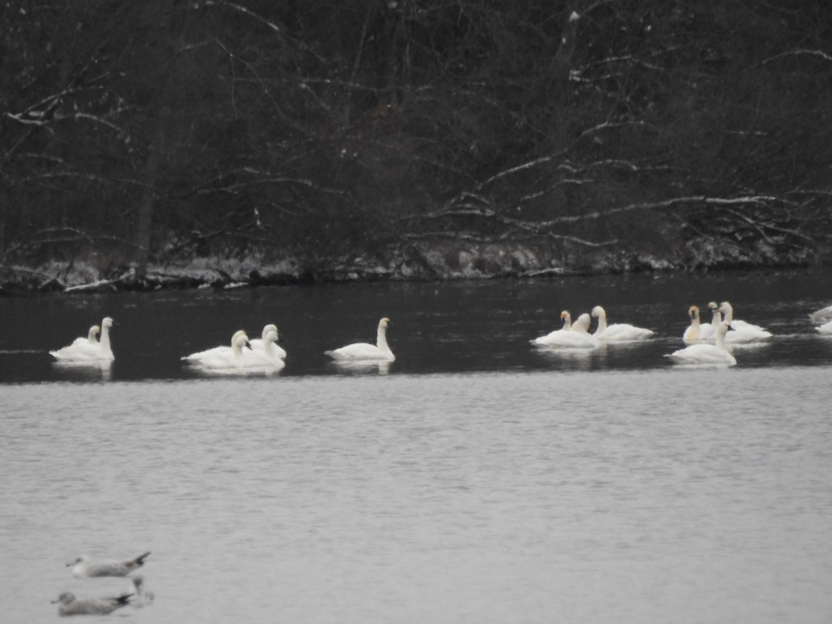 小天鵝 - ML646449302