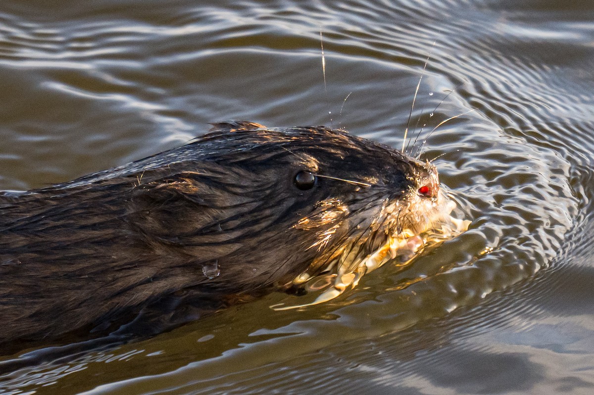 Memeliler - ML646449303