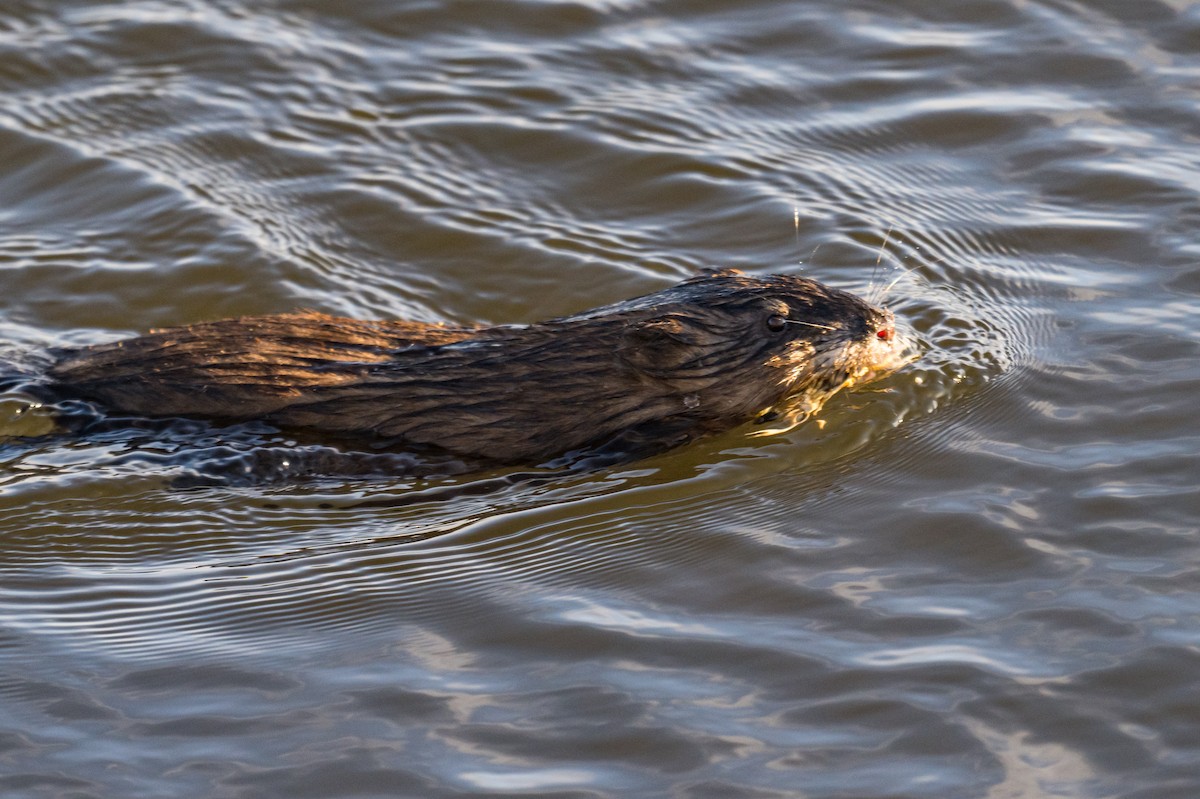 Memeliler - ML646449304