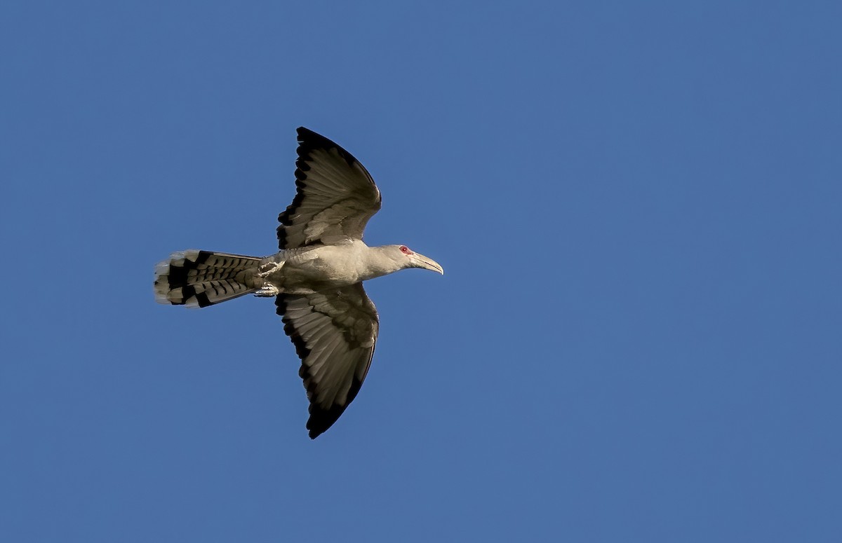 Channel-billed Cuckoo - ML646449314