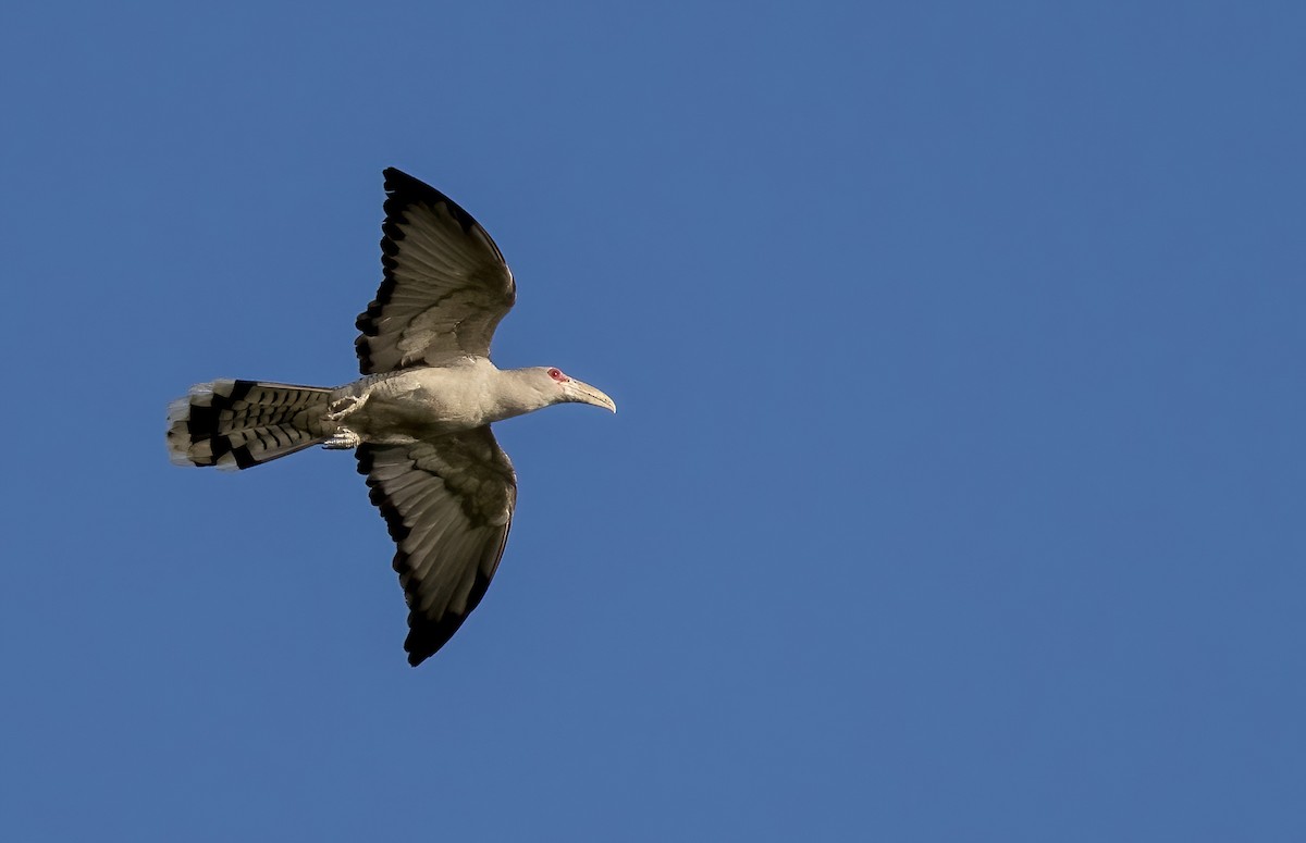 Channel-billed Cuckoo - ML646449315