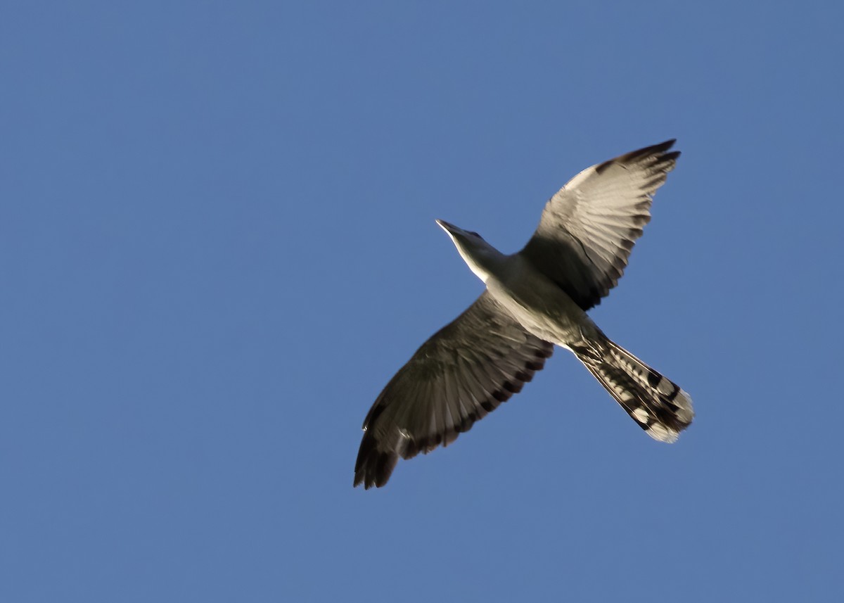 Channel-billed Cuckoo - ML646449316