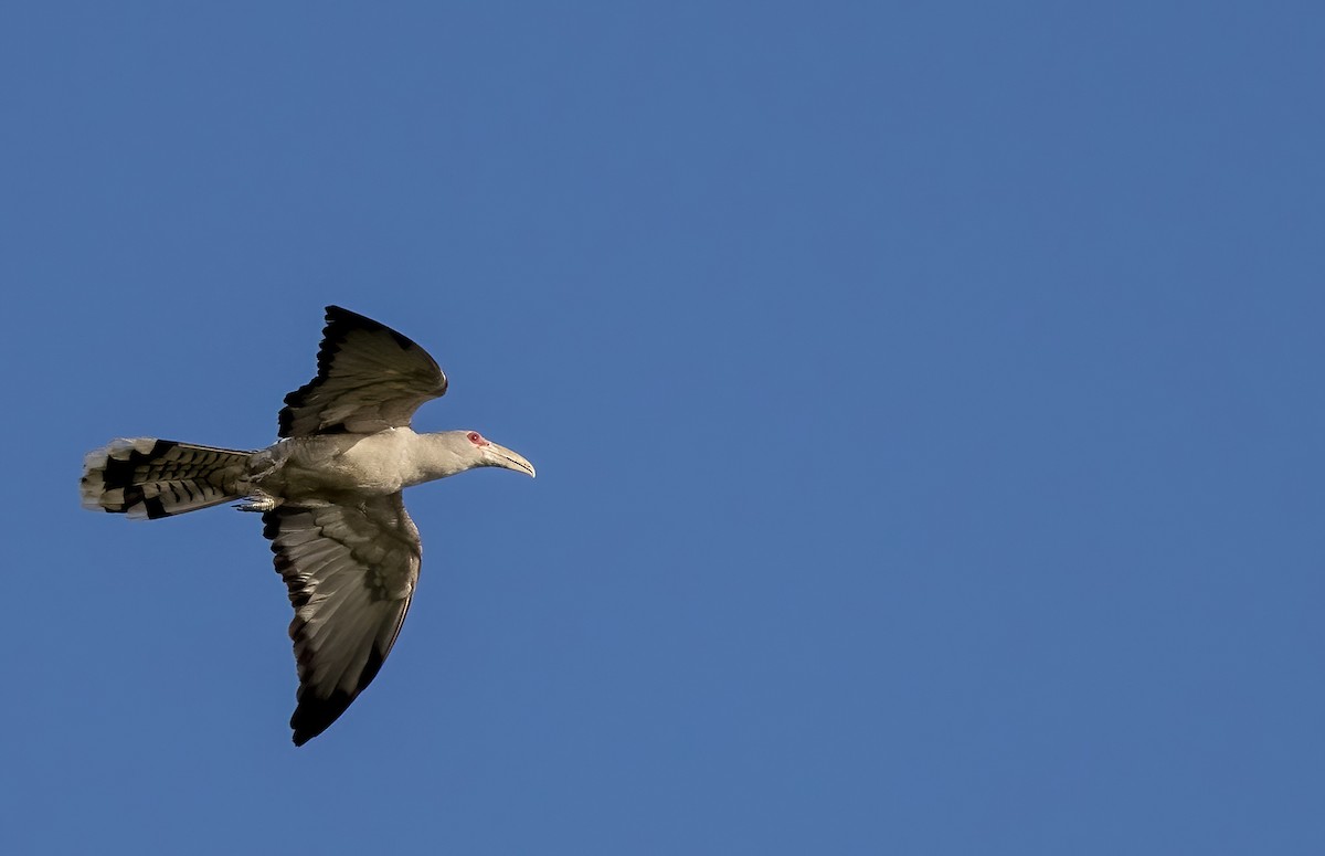 Channel-billed Cuckoo - ML646449317