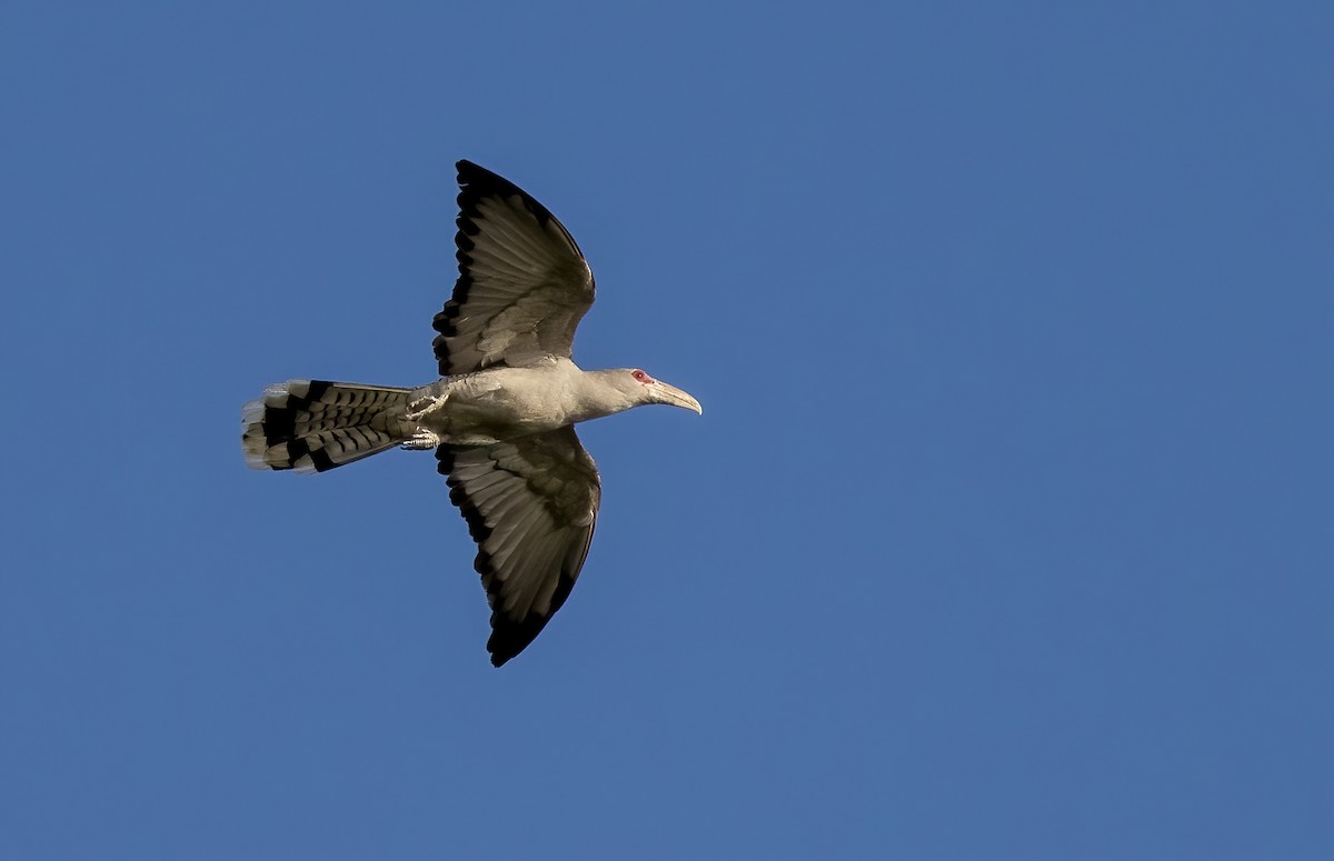 Channel-billed Cuckoo - ML646449318