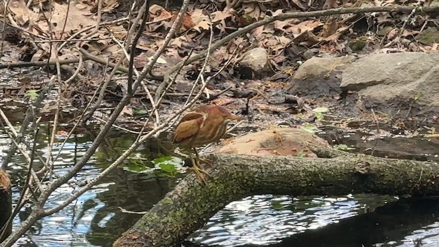 Американский волчок - ML646449322