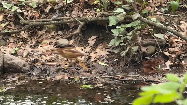 Американский волчок - ML646449323