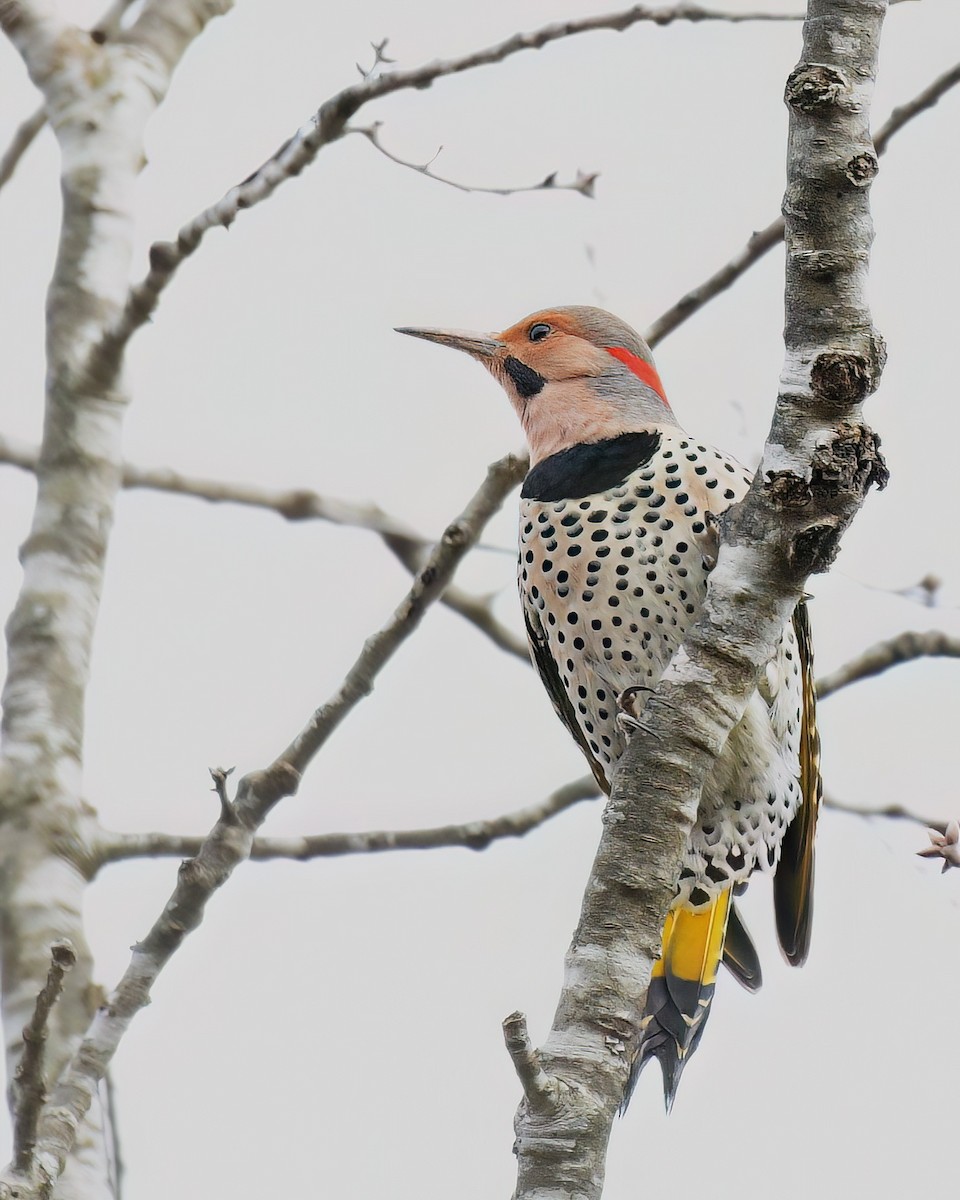 Northern Flicker - ML646449324
