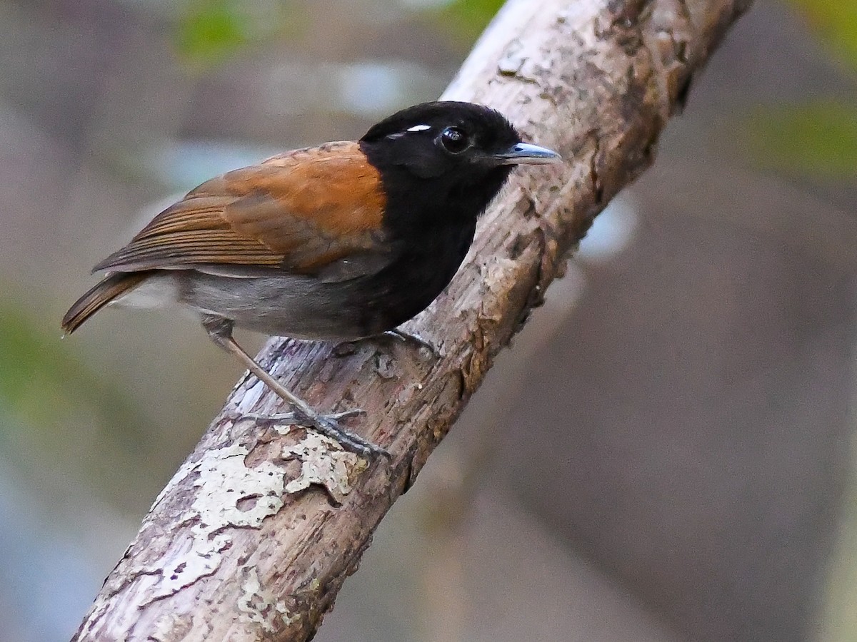 Hooded Gnateater - ML646449330