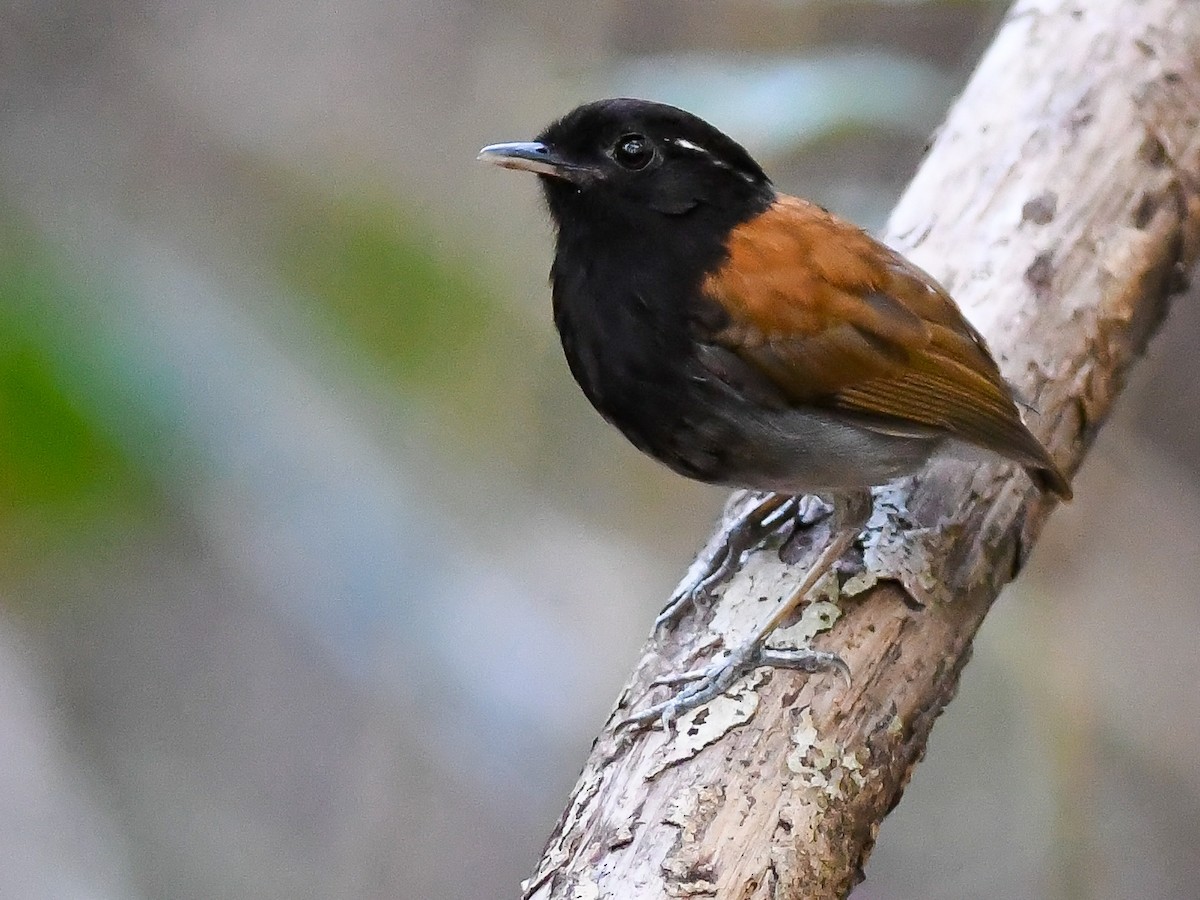 Hooded Gnateater - ML646449331