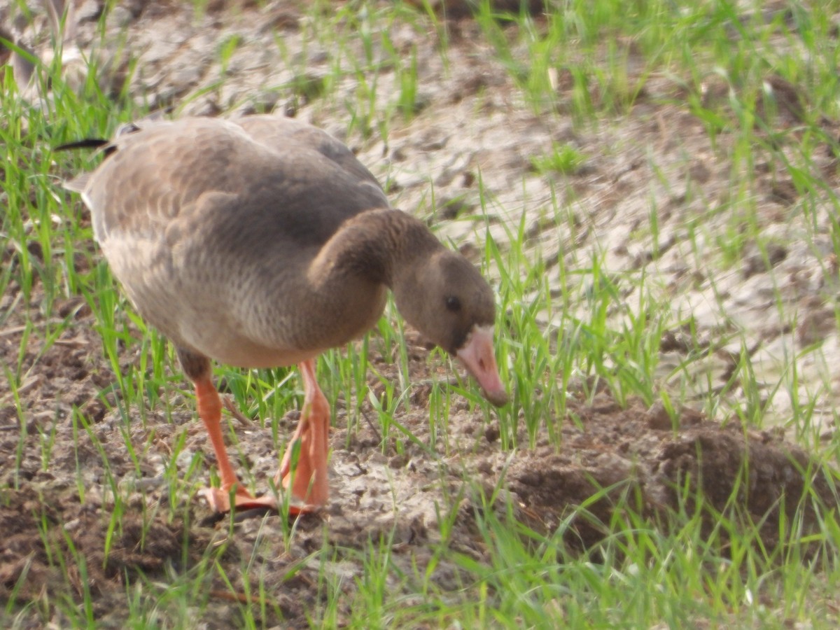 白額雁 - ML646449332