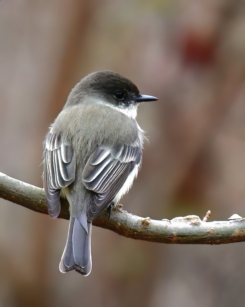 Eastern Phoebe - ML646449335