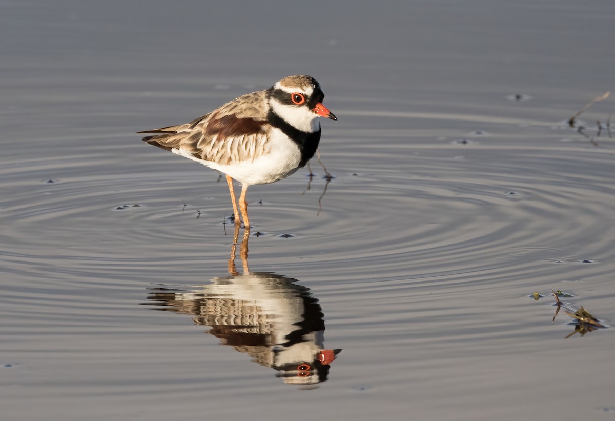 Black-fronted Dotterel - ML646449336