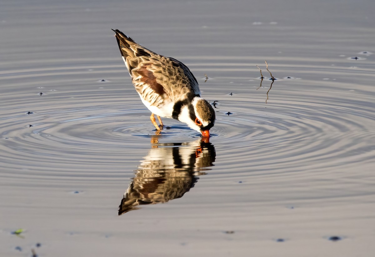 Black-fronted Dotterel - ML646449337
