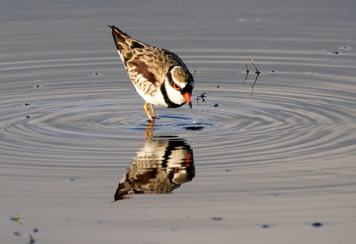 Black-fronted Dotterel - ML646449338