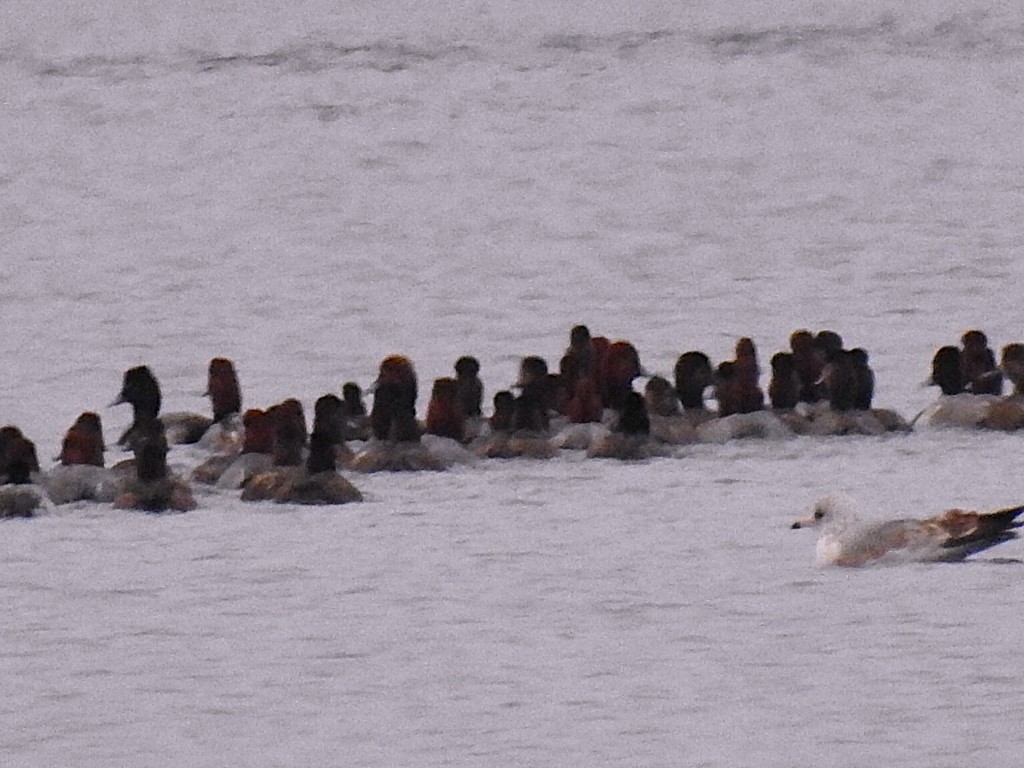 Redhead - ML646449339