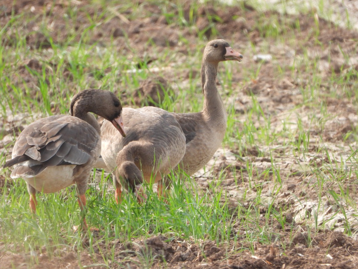 白額雁 - ML646449340