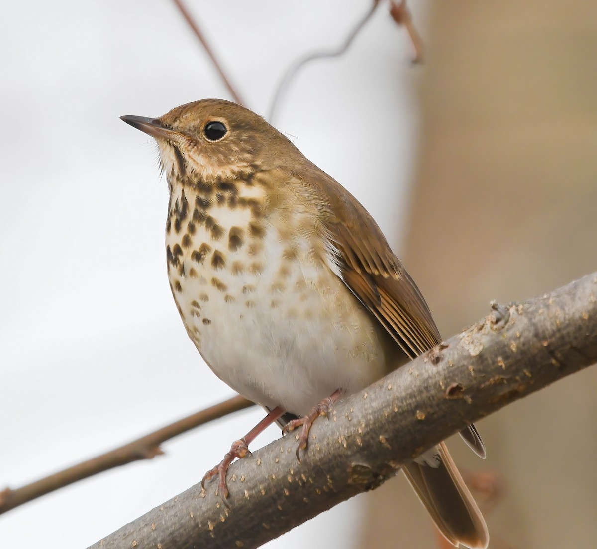 Hermit Thrush - ML646449341
