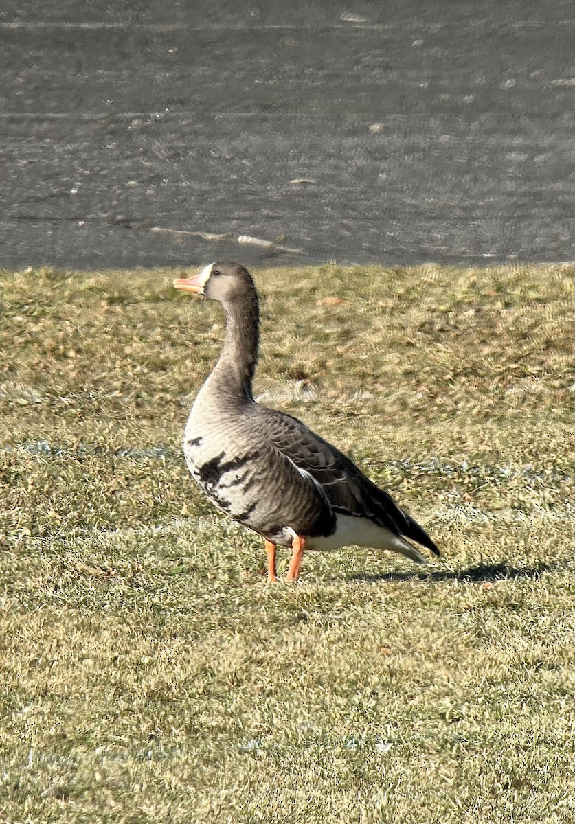 Greater White-fronted Goose - ML646449344