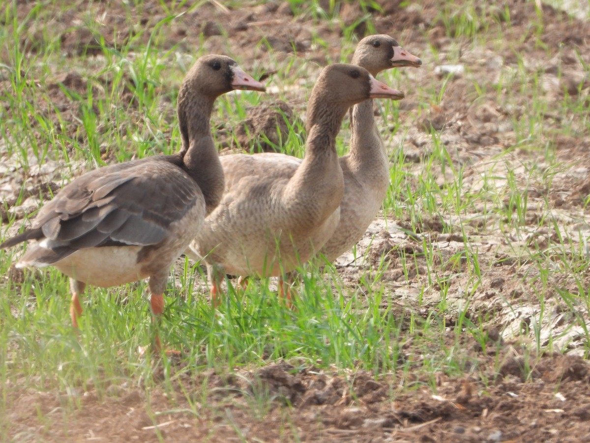 白額雁 - ML646449345