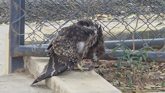 Чёрный коршун - ML646449346