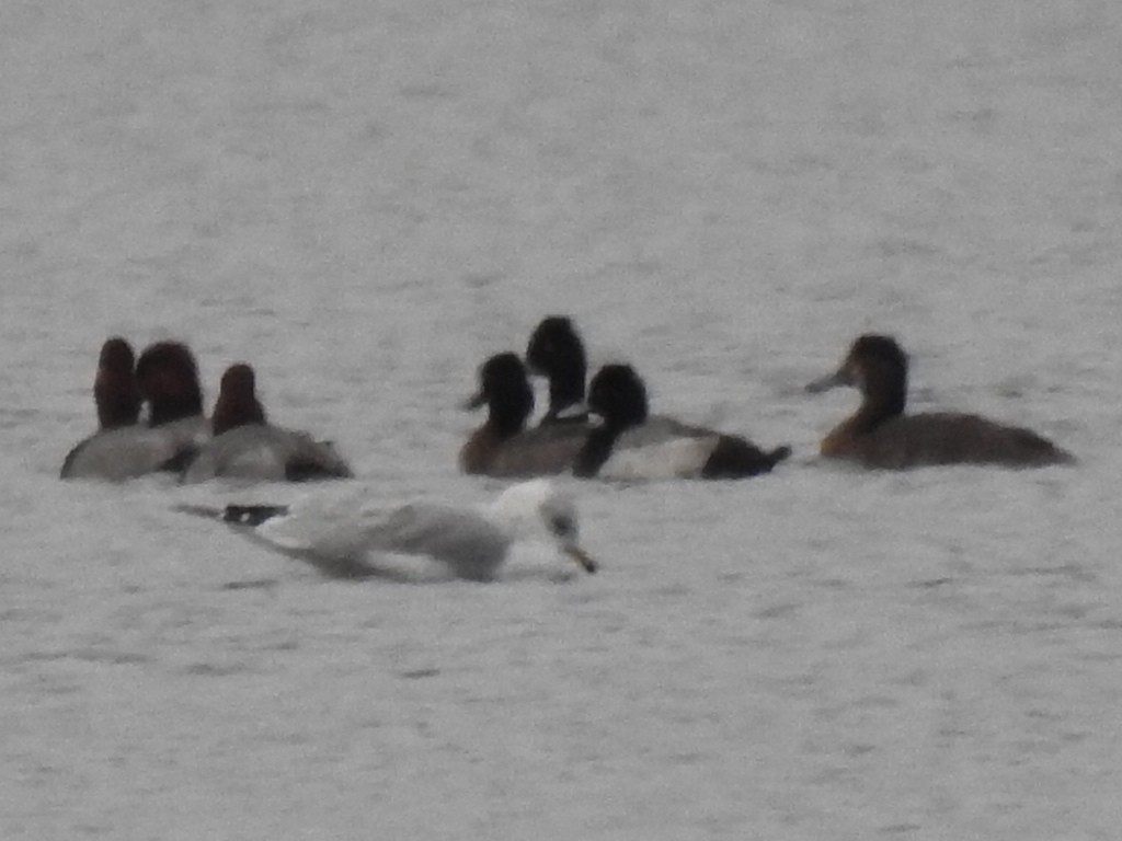 小斑背潛鴨 - ML646449347