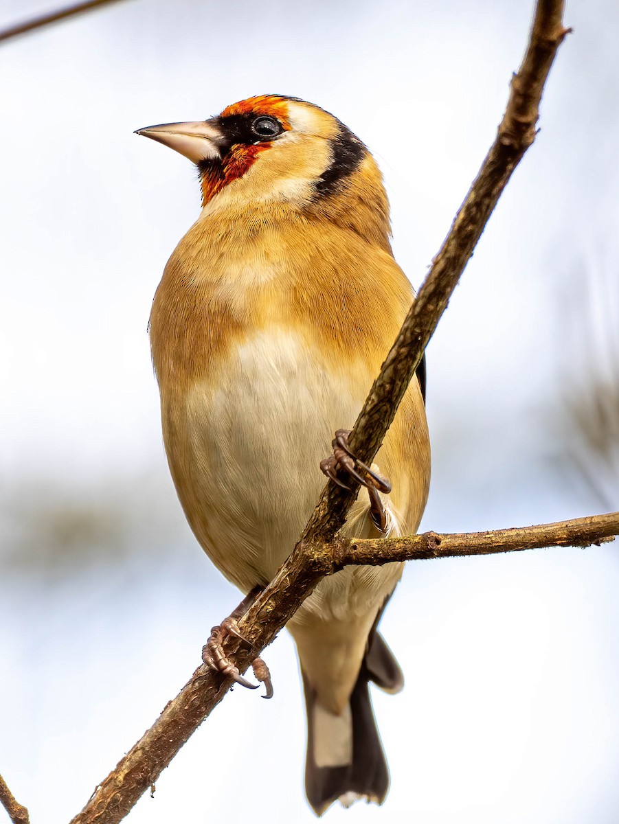 European Goldfinch - ML646449349