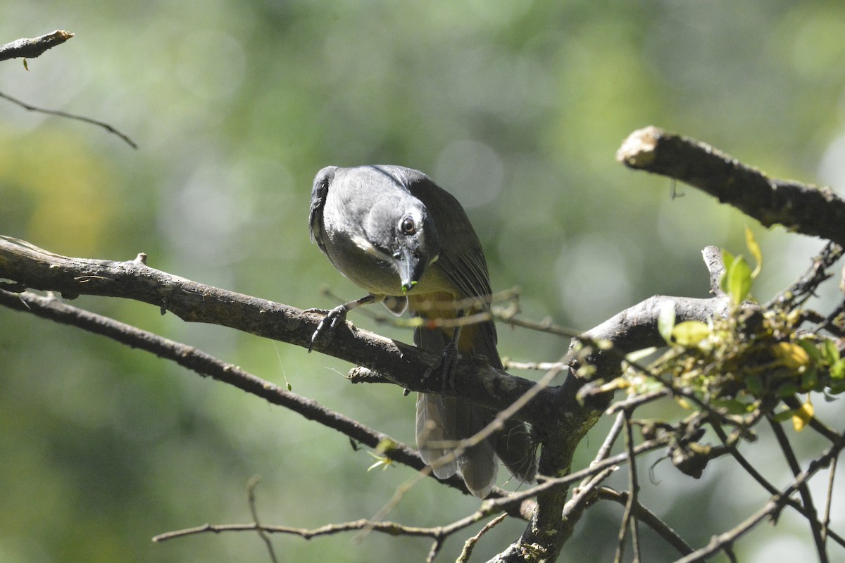 Cinnamon-bellied Saltator - ML646449350