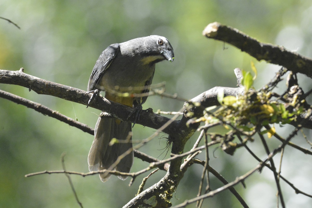 Cinnamon-bellied Saltator - ML646449352