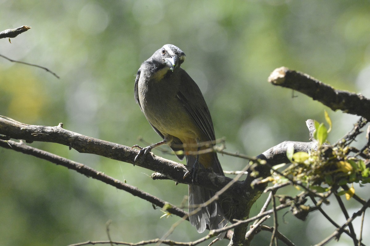 Cinnamon-bellied Saltator - ML646449353