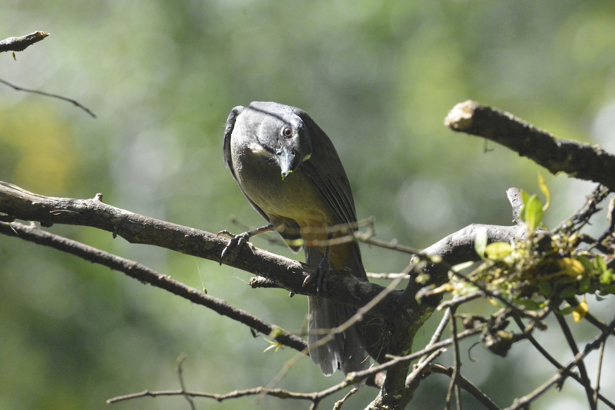 Cinnamon-bellied Saltator - ML646449354