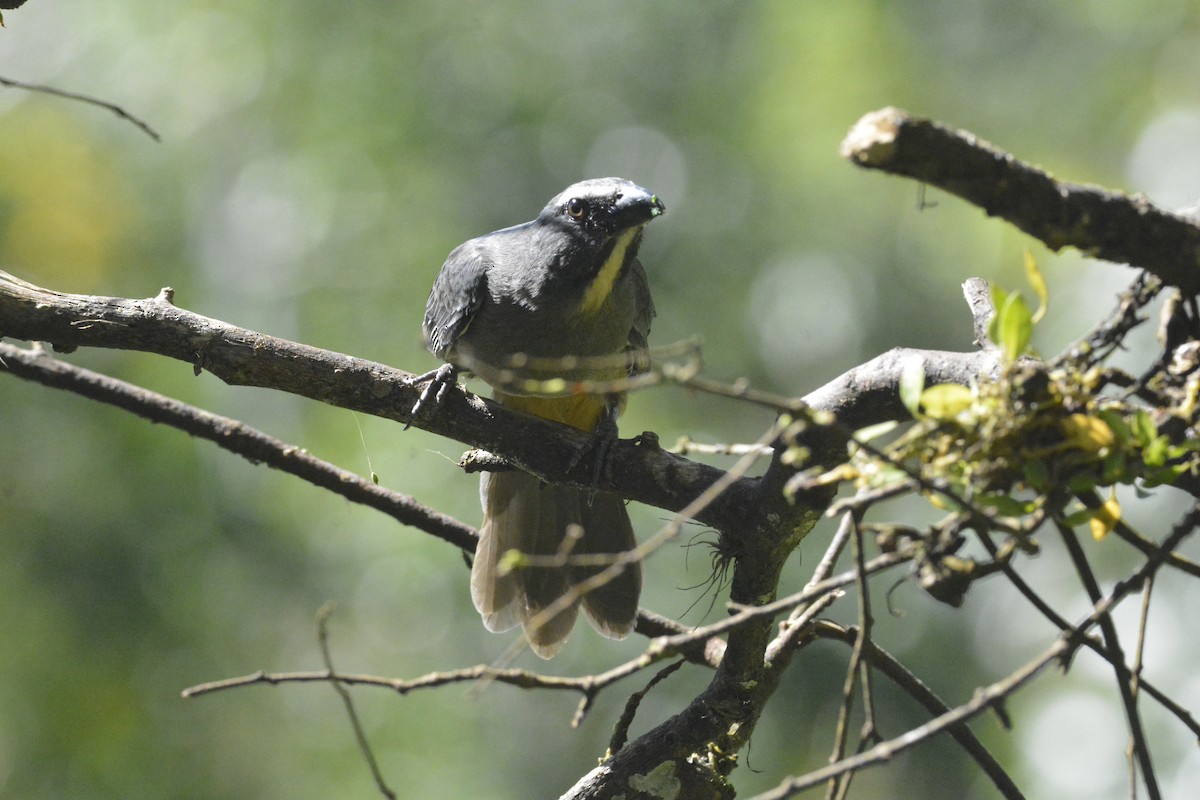 Cinnamon-bellied Saltator - ML646449355