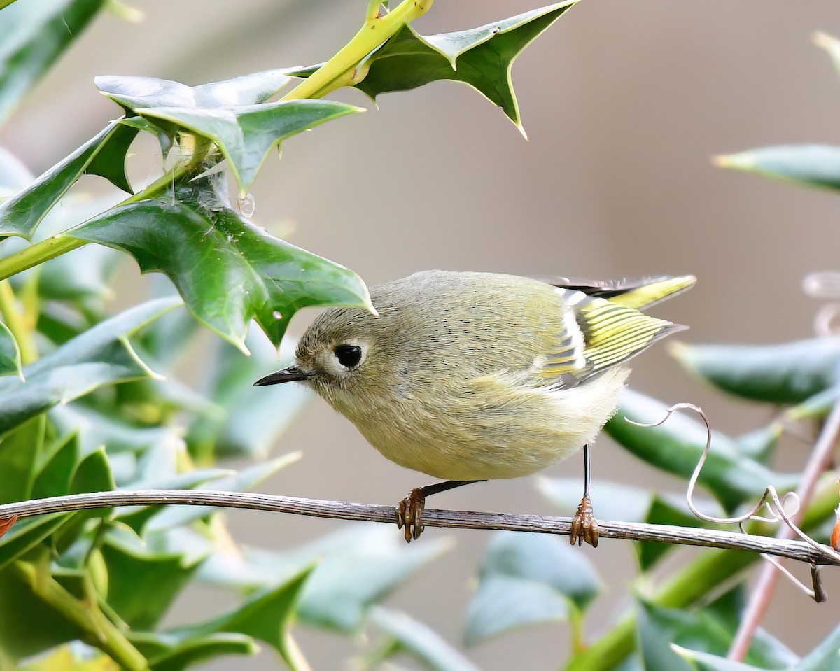 Ruby-crowned Kinglet - ML646449356
