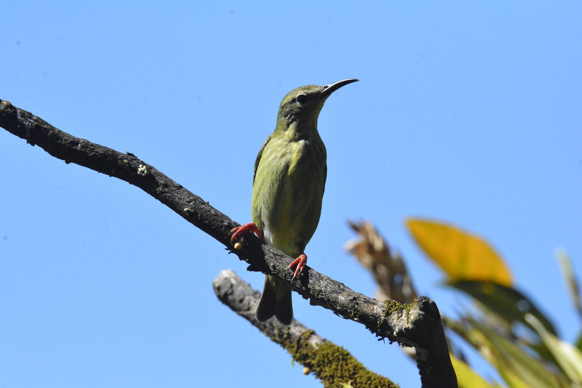 Red-legged Honeycreeper - ML646449363
