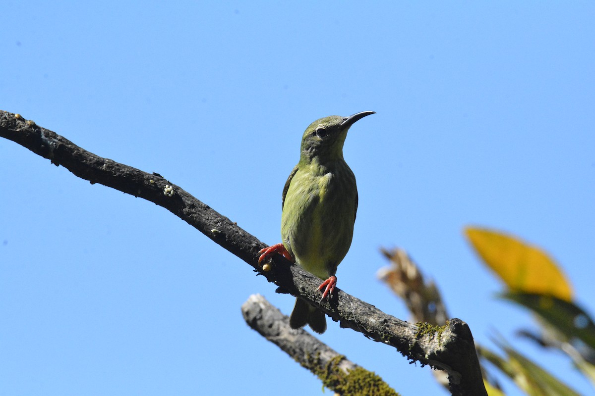 Red-legged Honeycreeper - ML646449364