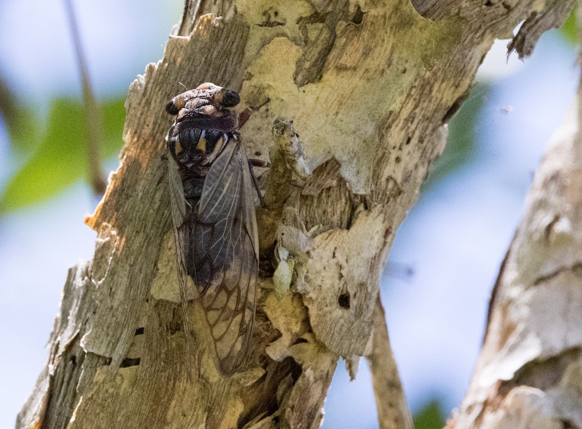 Cherrynose - ML646449366