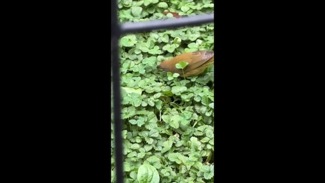 Очковая хвойница - ML646449367