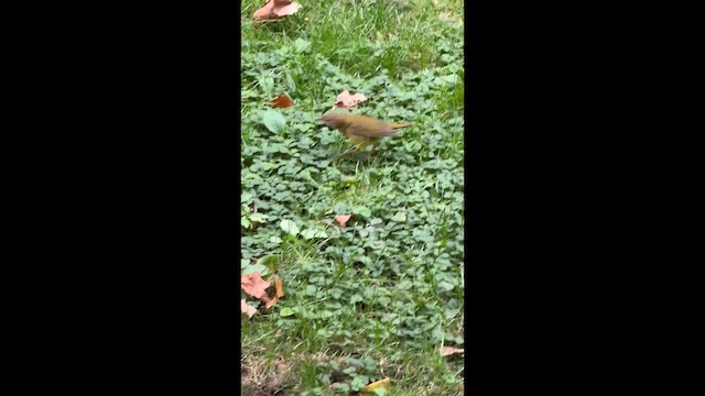 Очковая хвойница - ML646449368