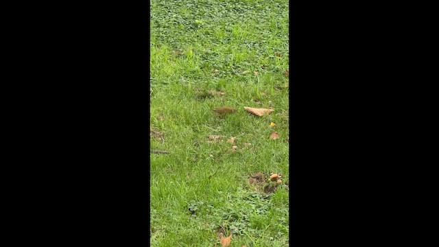 Очковая хвойница - ML646449369