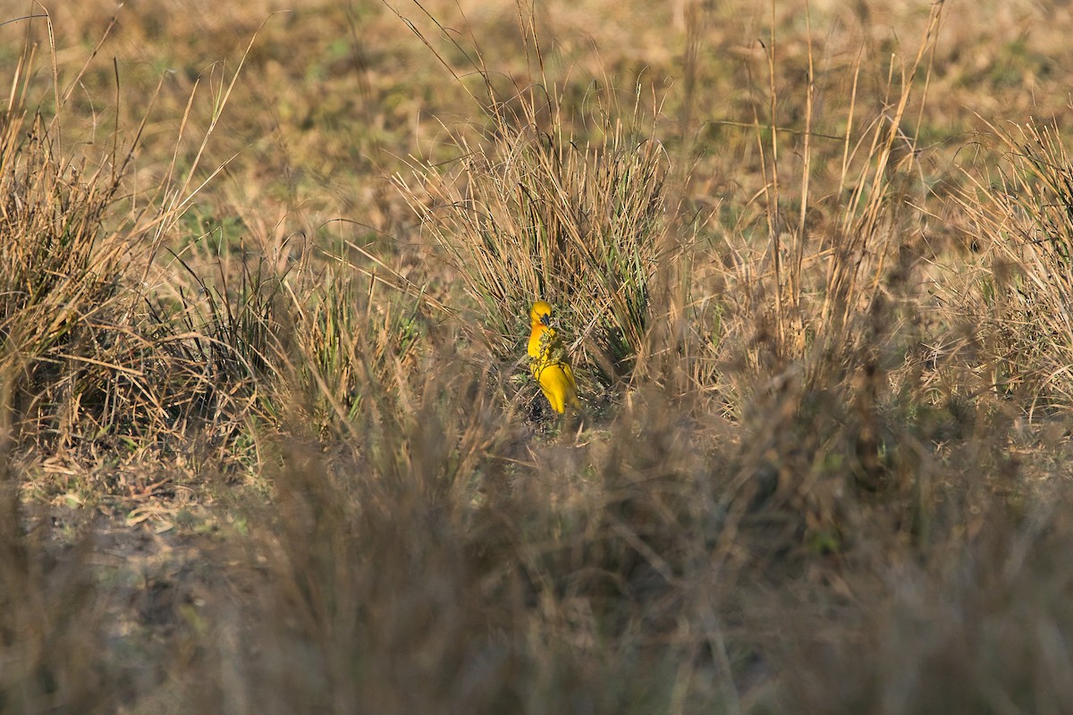 Holub's Golden-Weaver - ML646449370