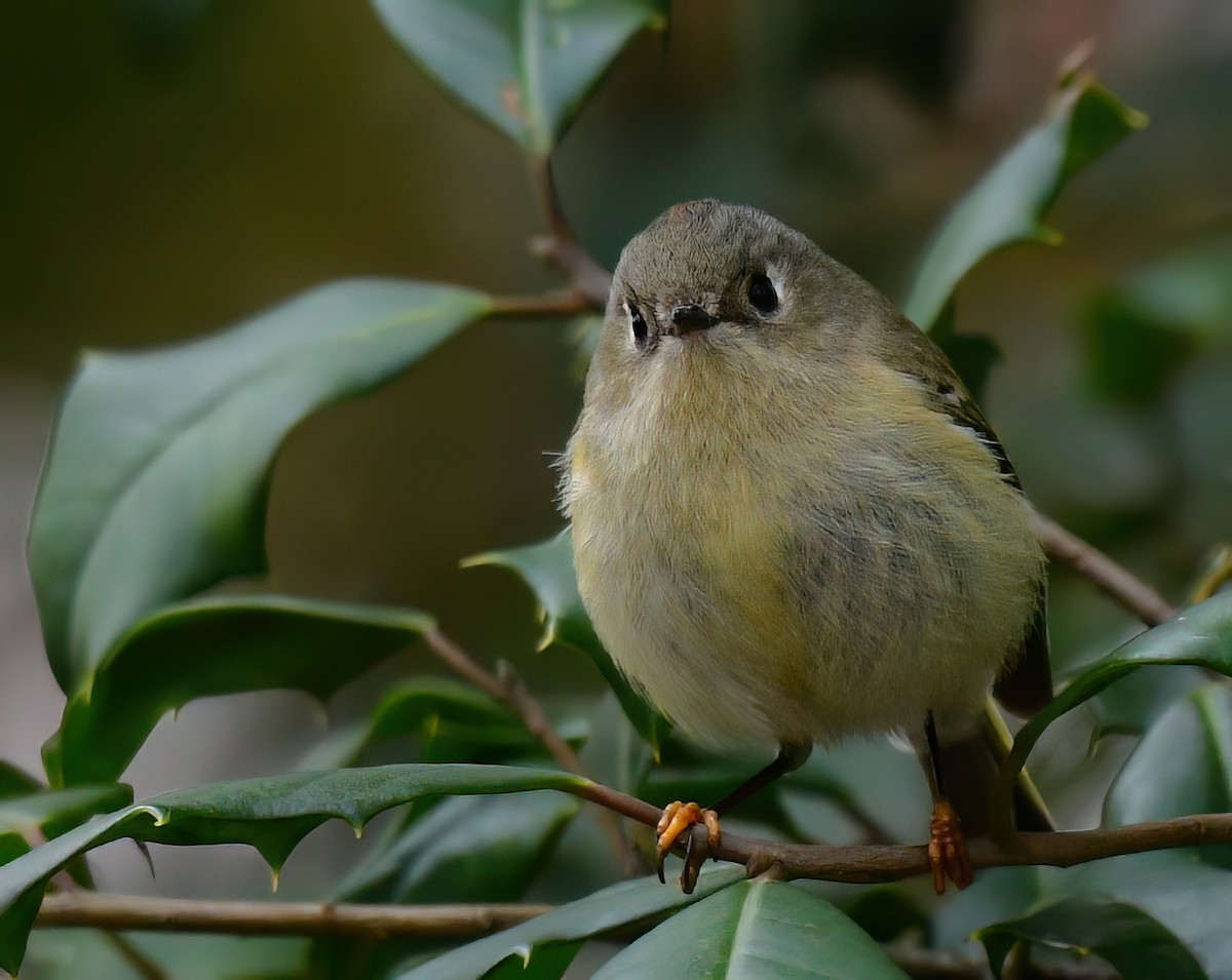 Ruby-crowned Kinglet - ML646449371