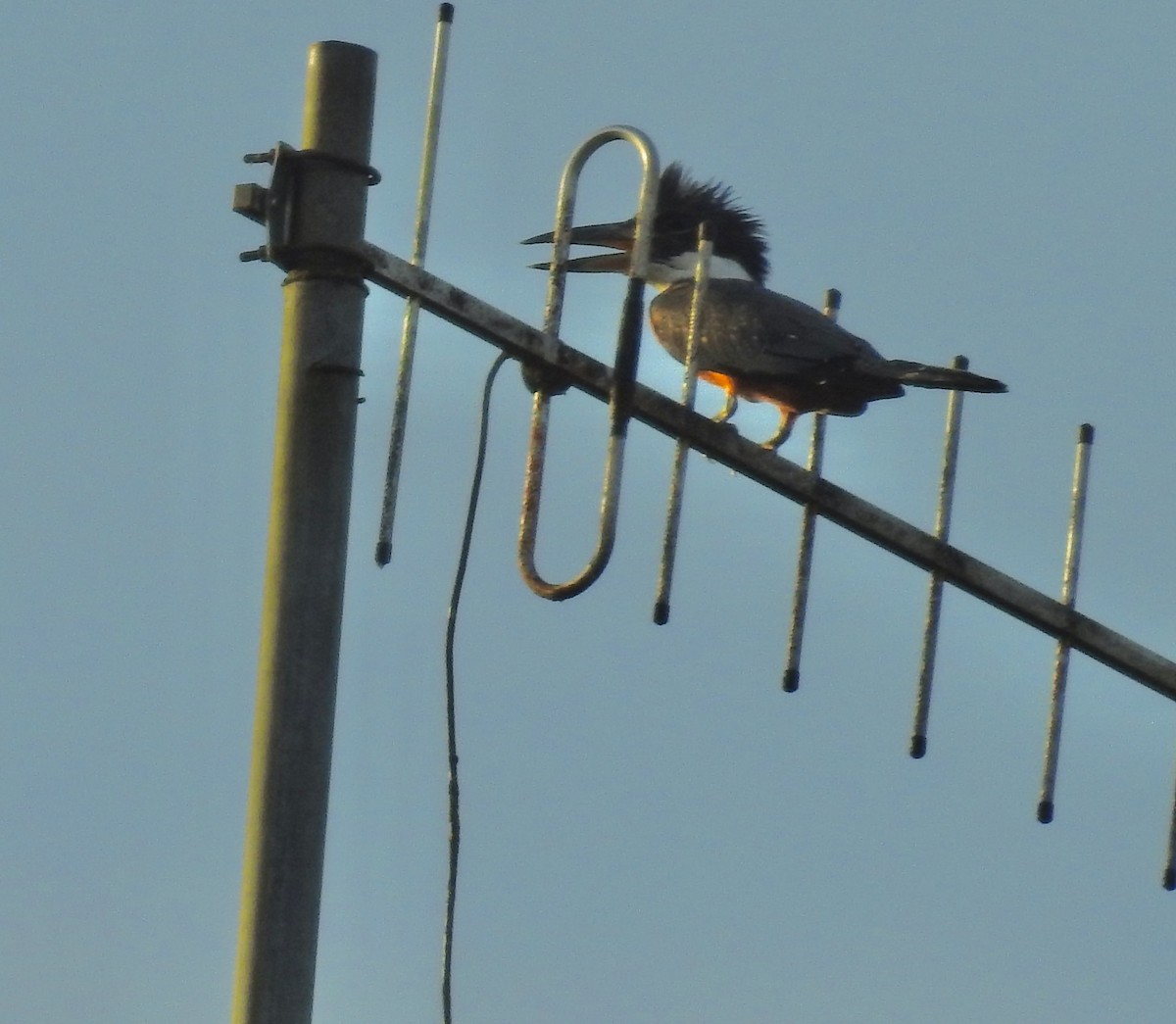 Ringed Kingfisher - ML646449376