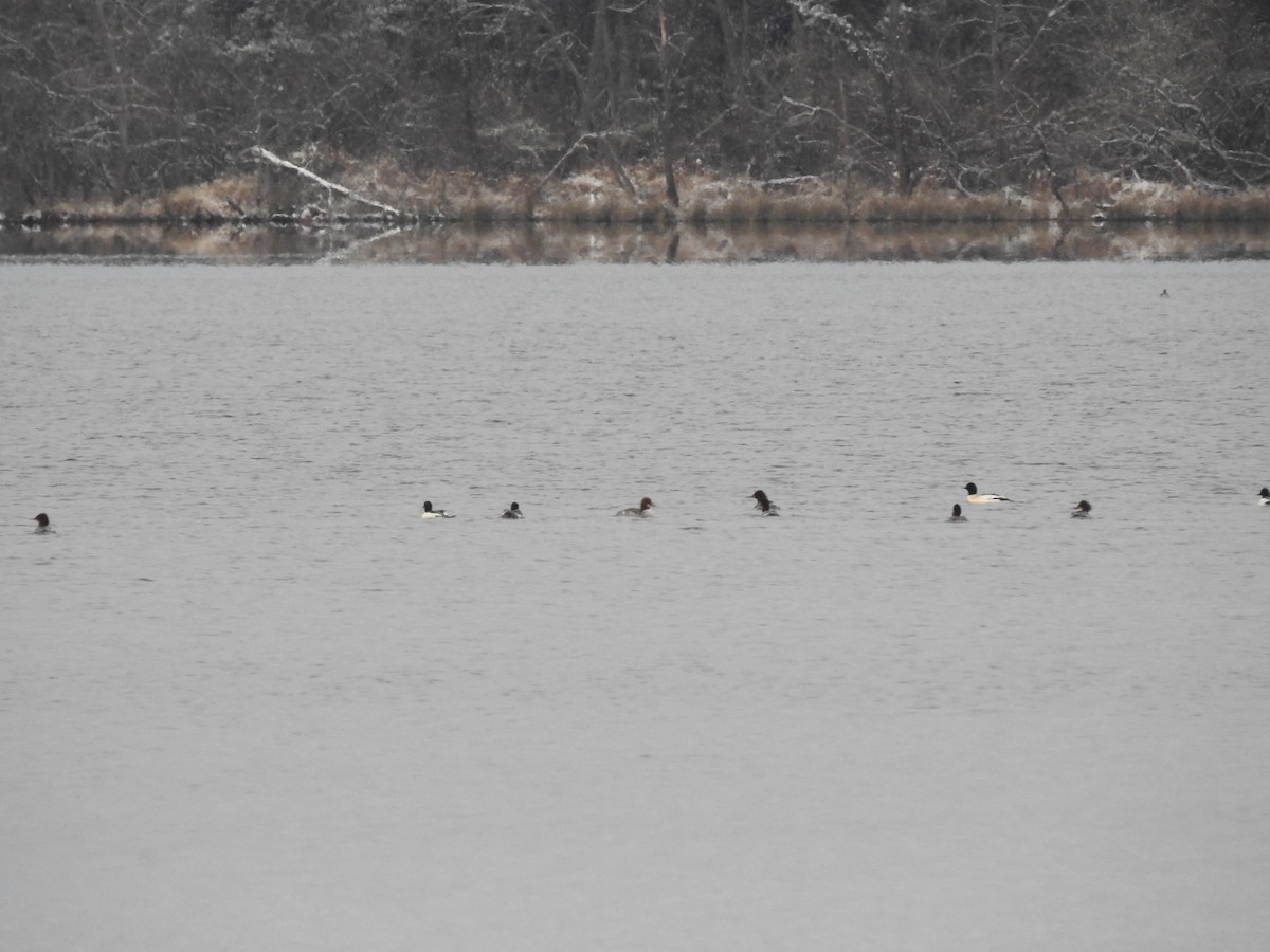 川秋沙 - ML646449377